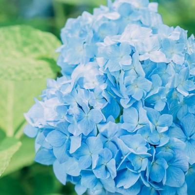 2023管家婆资料正版大全澳门手机app下载